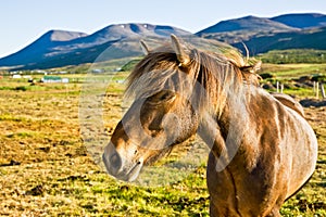 Icelandic horse in a farm late evening. photo