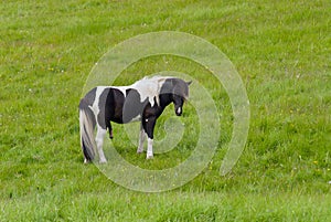 Icelandic Horse in the field