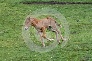 Icelandic horse foal strutting around in a green field