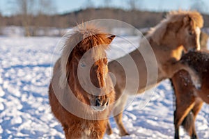 Icelandic horse foals playing in winter