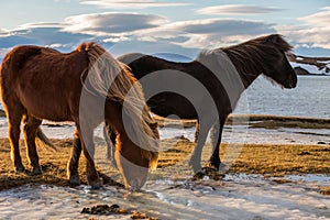 Icelandic Horse at golden sunset