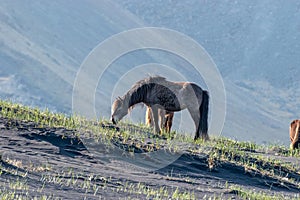 Icelandic horse grazing on the black sand Iceland