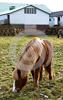 Icelandic horse grazing on the grass