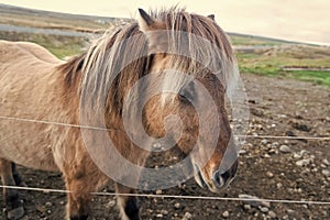 icelandic horse grazing. icelandic horse breed in iceland farm. icelandic pony horse animal. animal farm. domestic