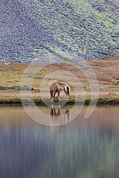 Icelandic horse grazing wild Iceland