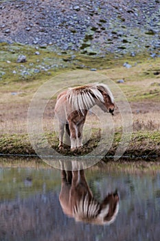 Icelandic horse grazing wild Iceland