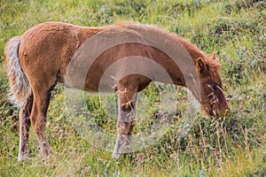 Icelandic horse on a green field