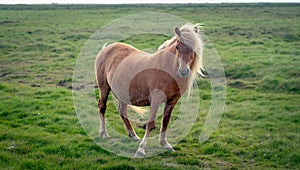 Islandés un caballo sobre el verde 