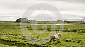 Icelandic horse and green landscape