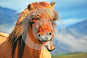 Islandský kôň 