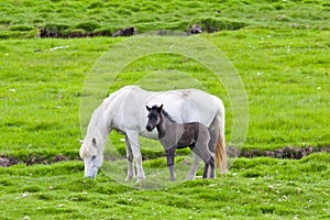 Icelandic horse with her colt