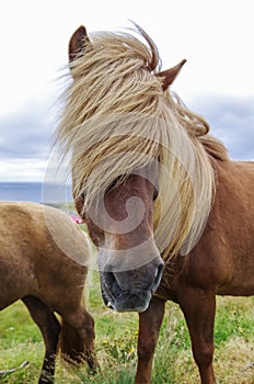 Icelandic horse with long mane close-up.