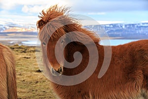 An Icelandic horse looking at the viewer in front of snow covered mountains and a lake