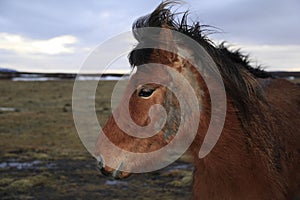 Icelandic horse loosing winter coat