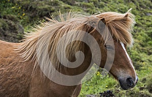 Icelandic Horse with Manes