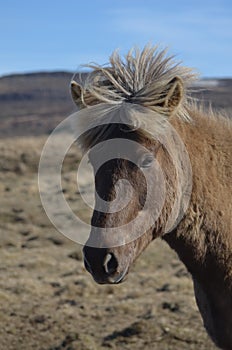 Icelandic Horse with a Mohawk