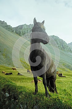 Icelandic horse near Vestrahorn mountain, Iceland