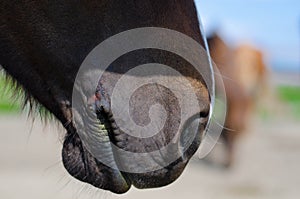 Icelandic horse nose/mule