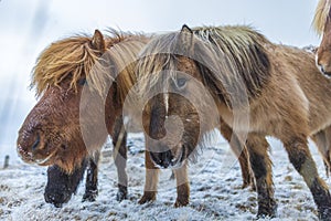 Icelandic Horse in paddock