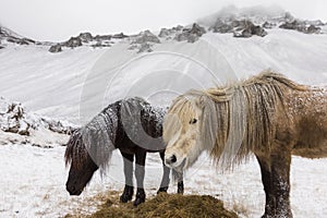 Icelandic Horse in paddock