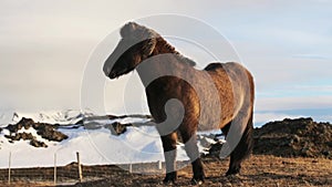 Icelandic Horse in paddock