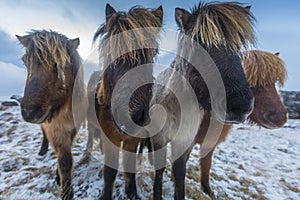 Icelandic Horse in paddock