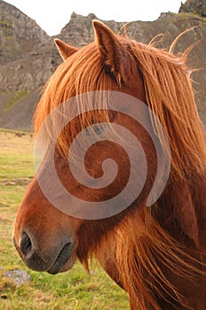 Icelandic Horse Portrait