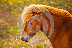 Icelandic Horse photo