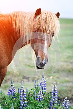 Icelandic horse portrait