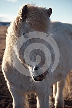 Icelandic horse portrat