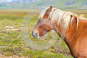 Islandés un caballo 