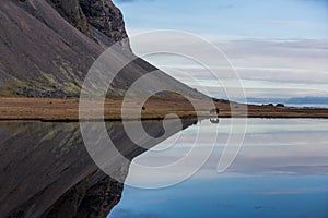 Icelandic horse refelcted in lake at mountain edge