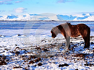 Icelandic horse resting on the snow