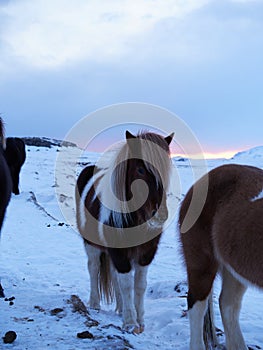Icelandic horse resting on the snow