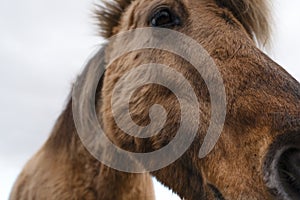 Icelandic horse with it`s soulful eye in a closeup