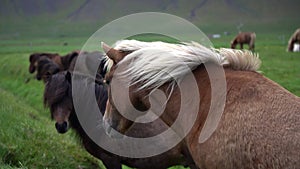 Icelandic horse in scenic nature of Iceland.