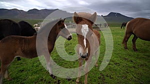 Icelandic horse in scenic nature of Iceland.