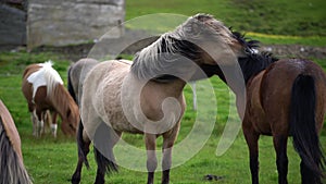 Icelandic horse in scenic nature of Iceland.