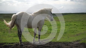 Icelandic horse in scenic nature of Iceland.