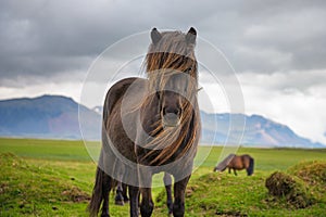 Icelandic horse in the scenic nature landscape of Iceland