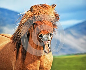 Icelandic horse smiling