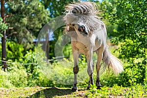Icelandic horse stallion shaking his head so the mane flutters in the air