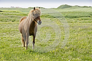 Icelandic horse standing in field of flowers