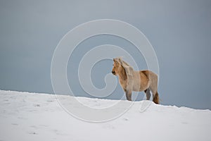Icelandic horse standing on the snow, Iceland