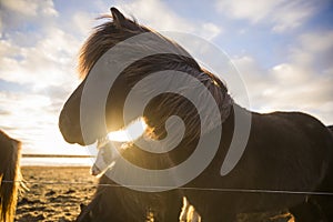 Icelandic horse standing in the winter wind