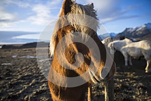 Icelandic horse standing in the winter wind