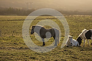 Icelandic horse standing in the winter wind