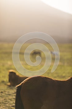 Icelandic horse standing in the winter wind