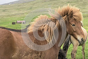 Icelandic Horse on stormy day with wild mane in wind. Iceland