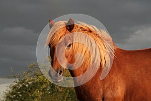 Icelandic horse while sunset